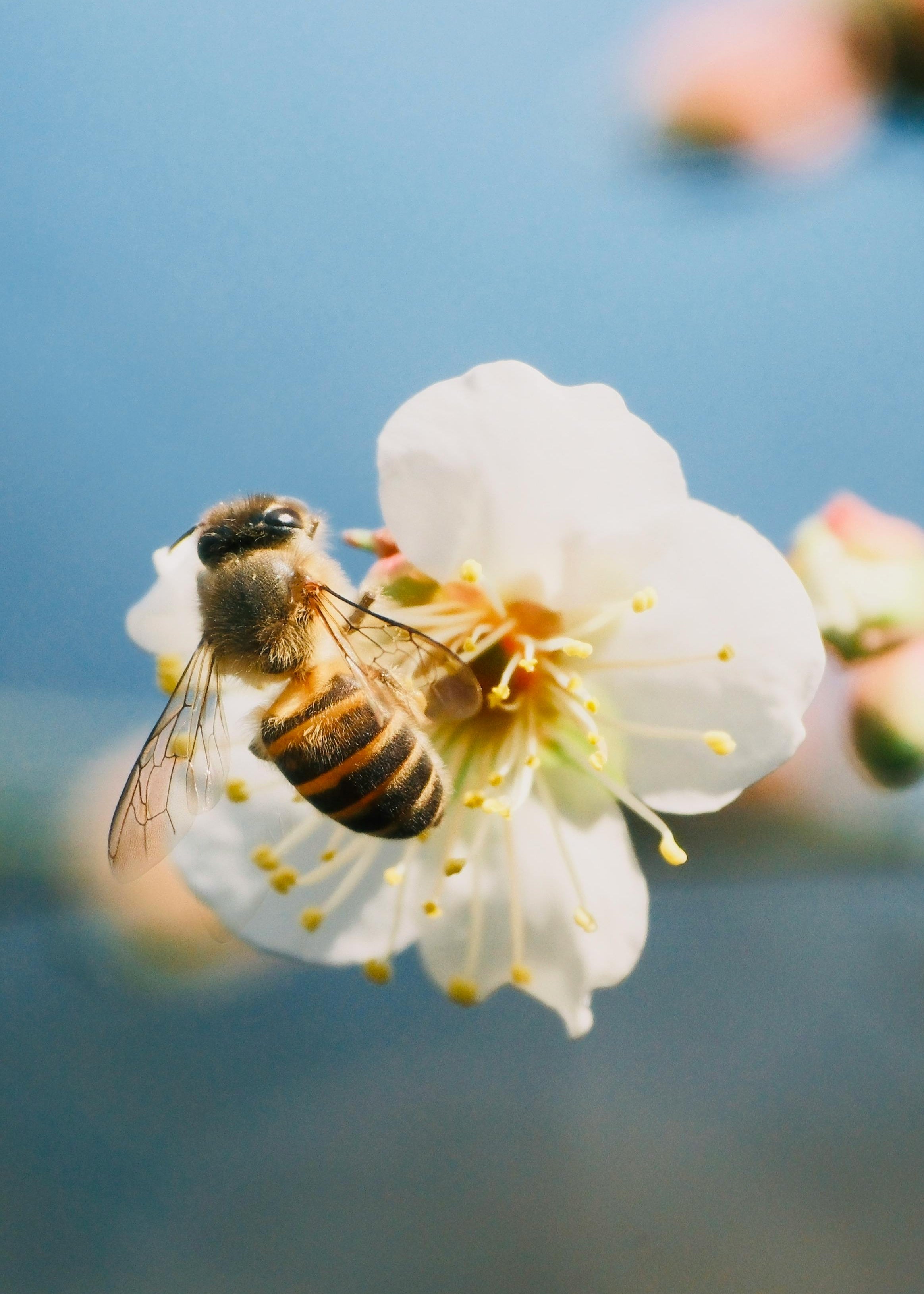 bee on flower
