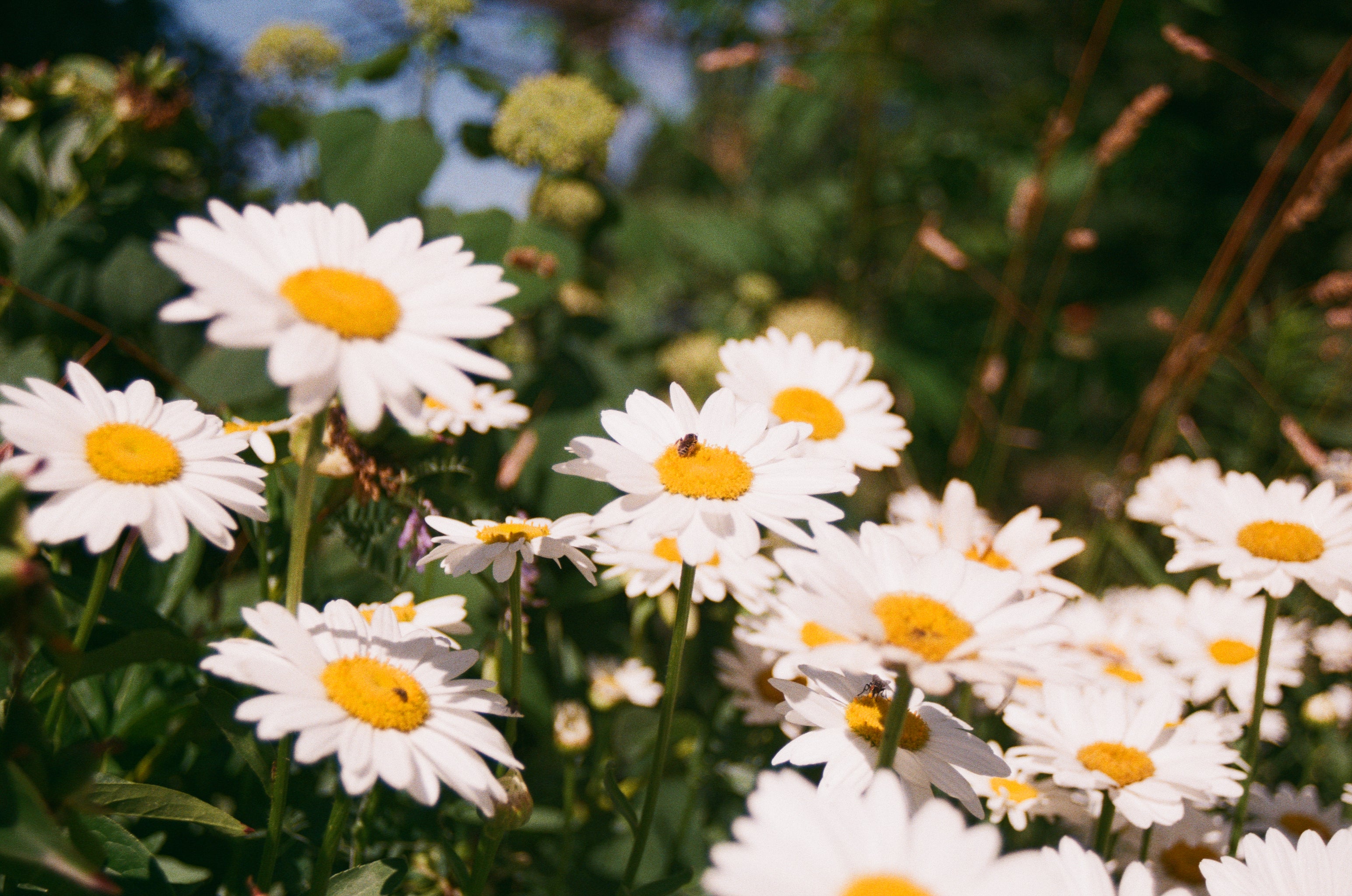 bee on daisies