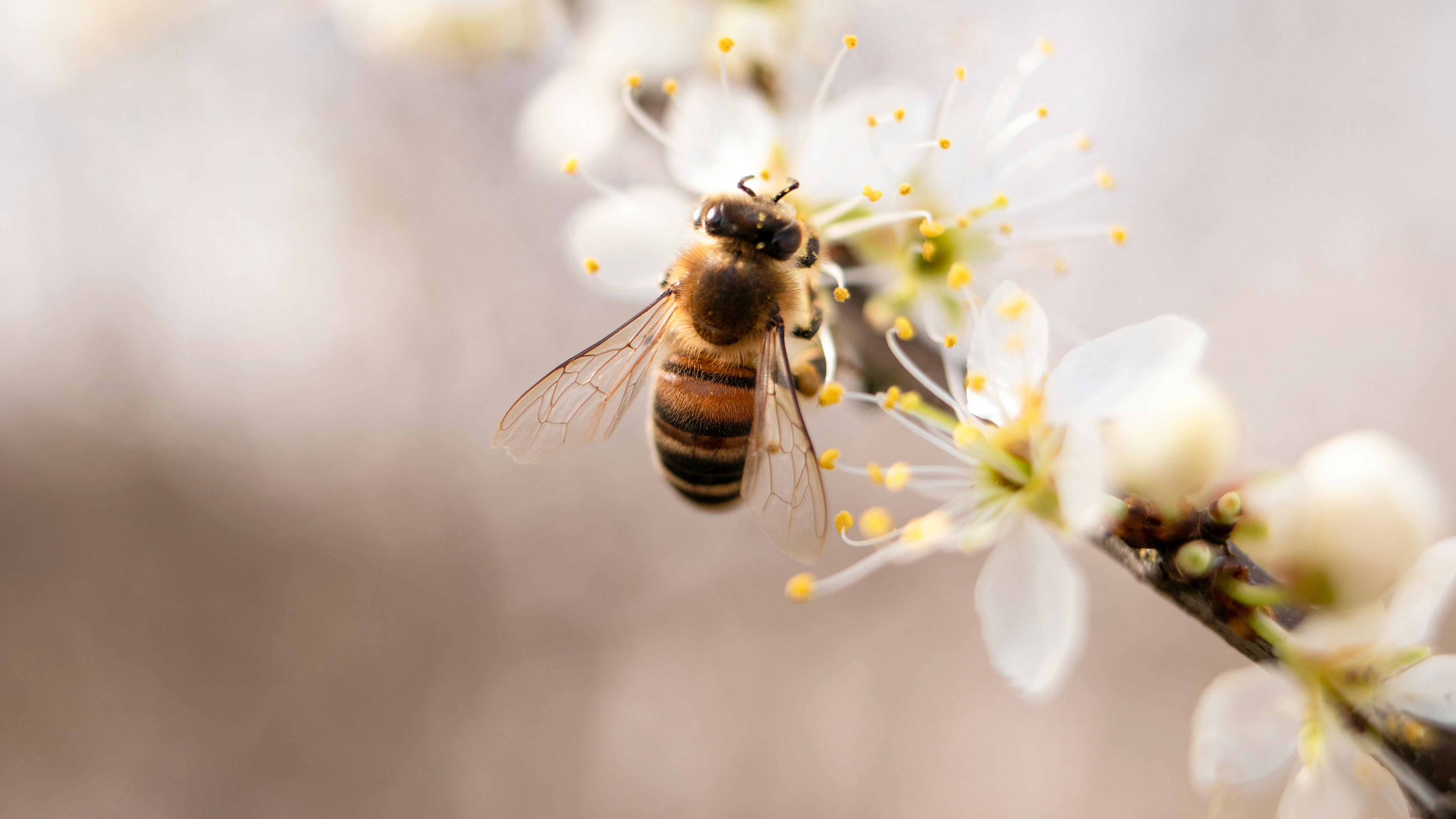 Queenie Collection: Ethical Bee & Plumeria Jewelry | Gina Rose