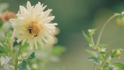 bee on flower