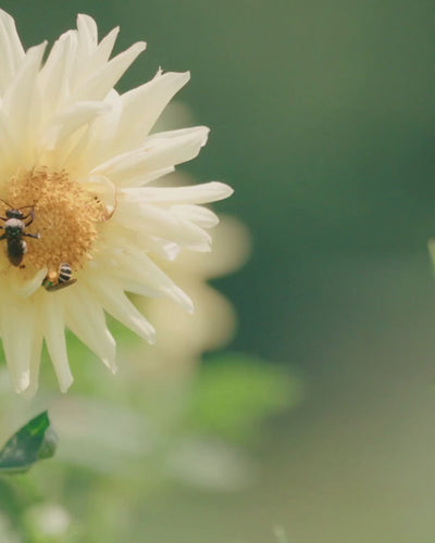 bee on flower